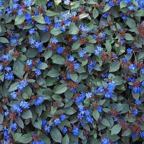 Hardy Plumbago Ceratostigma Plumbaginoides