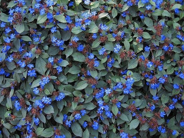 Ceratostigma Plumbaginoides