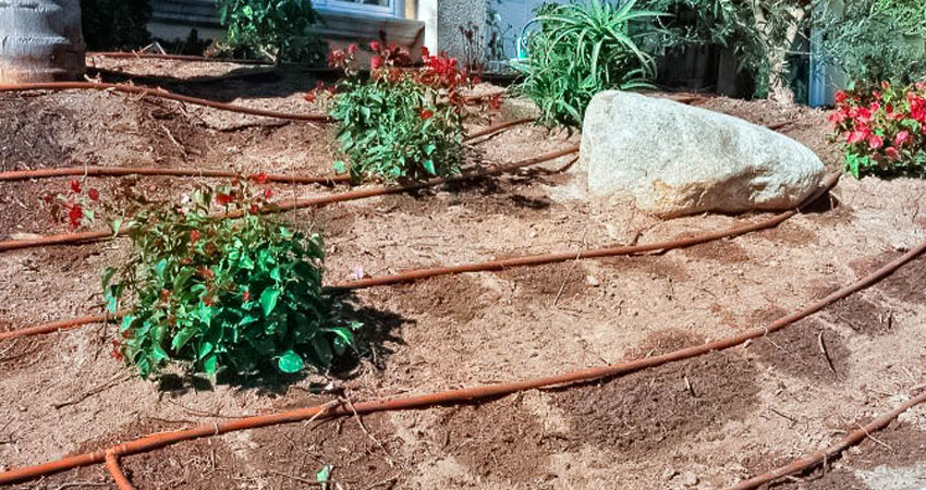 Water plants continually to prevent dry out.