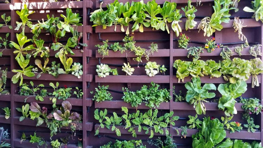 Vertical Herb Garden