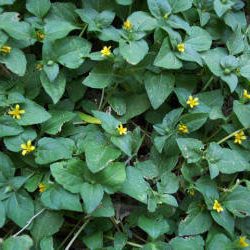 Horseherb Calyptocarpus Vialis