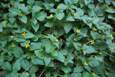 Horseherb Calyptocarpus Vialis