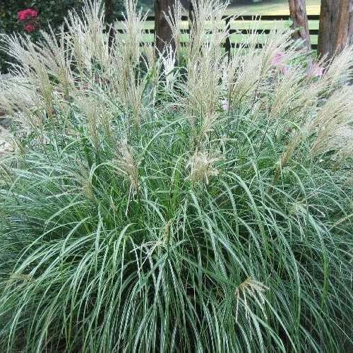 Maiden Grass Adagio Dwarf