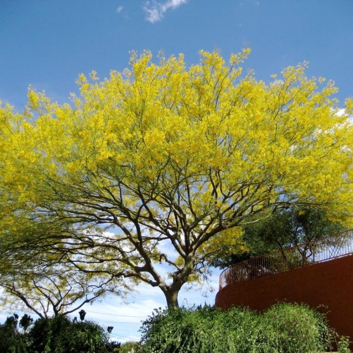 Texas Native Parkinsonia Aculeata Retama Palo Verde