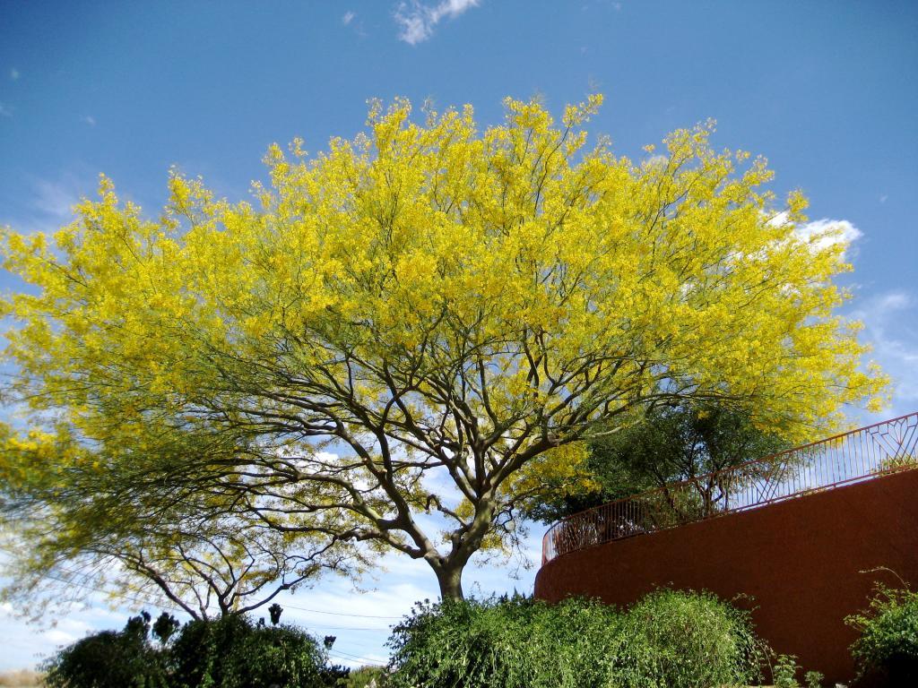 Texas Native Parkinsonia Aculeata Retama Palo Verde