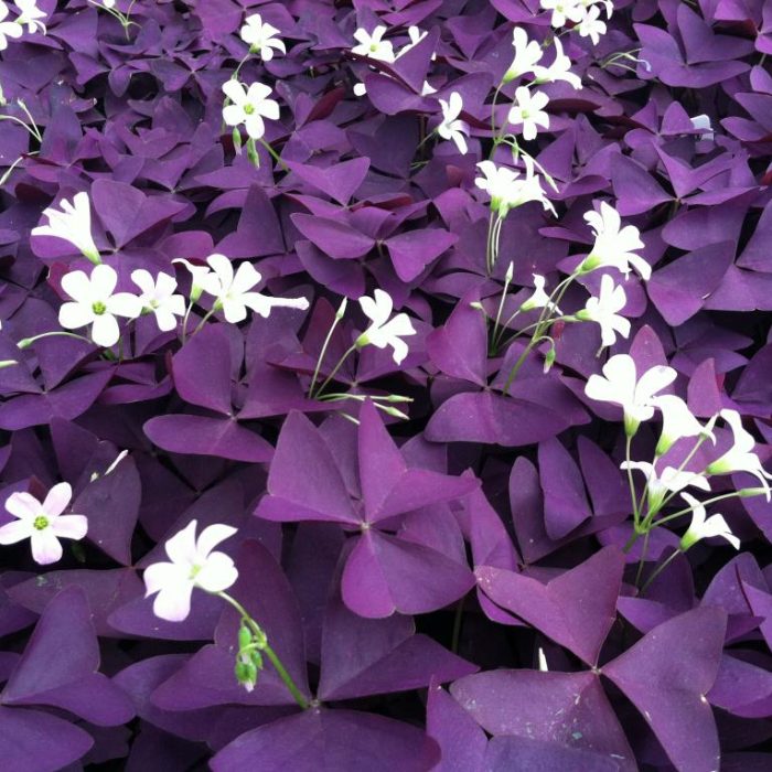 Purple Shamrock Oxalis triangularis