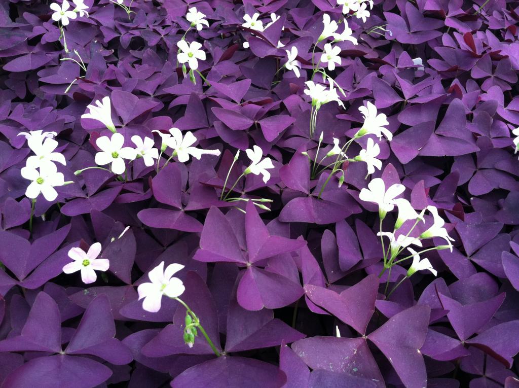 Purple Oxalis