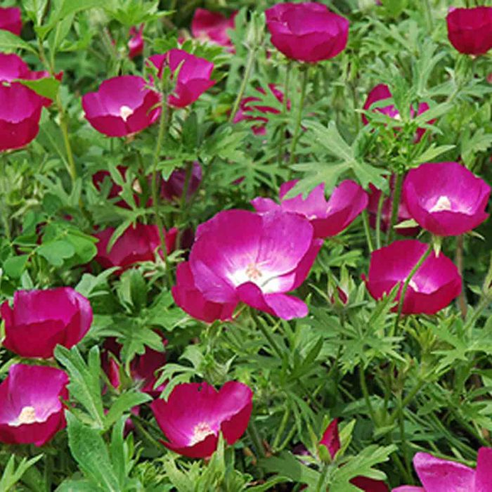 Purple Poppy Mallow Winecups