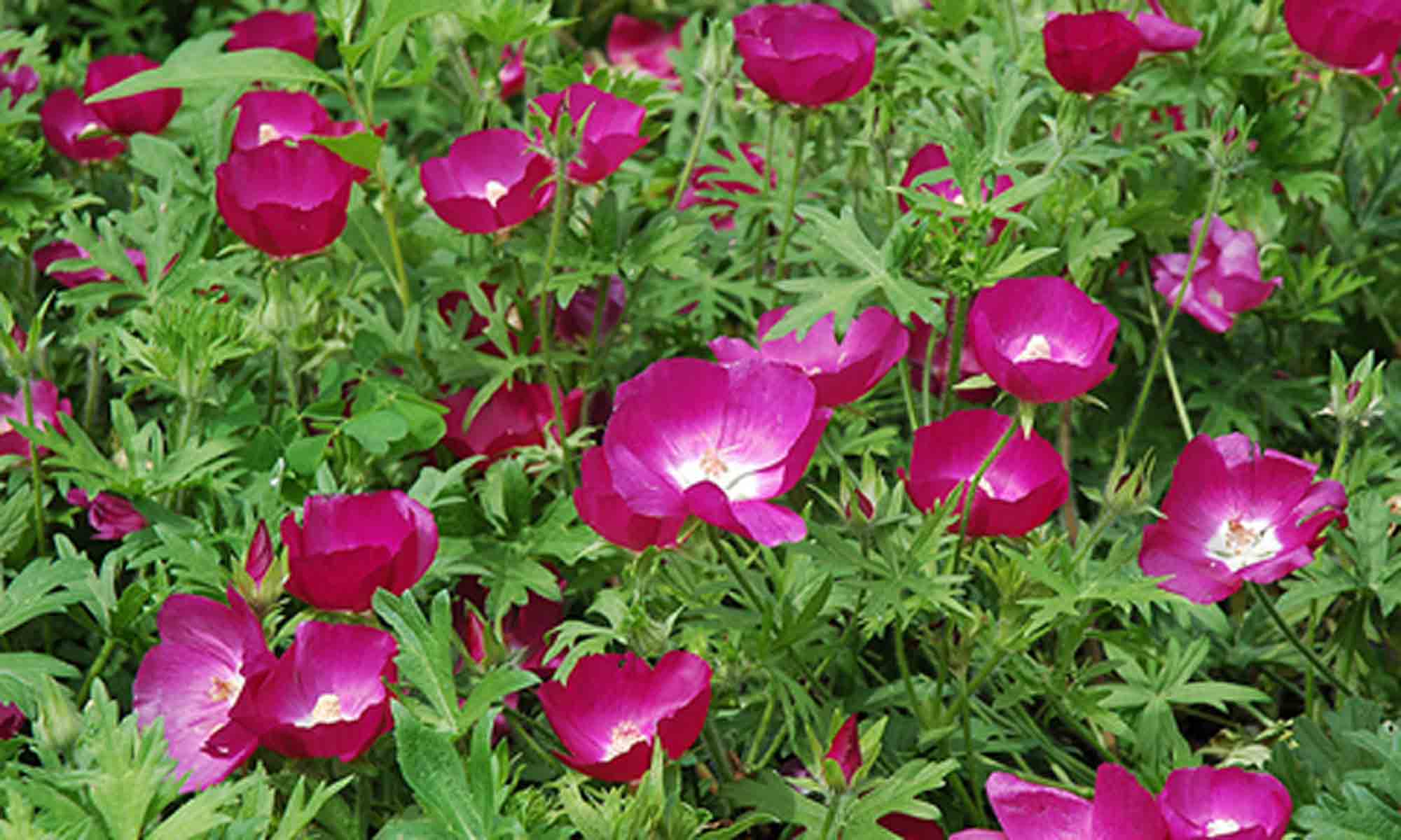 Purple Poppy Mallow Winecups