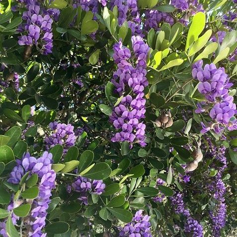 Texas Mountain Laurel Calia secundiflora