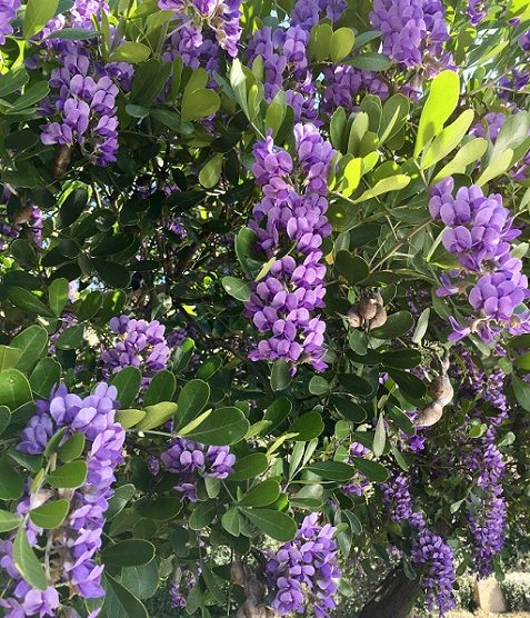 Texas Mountain Laurel