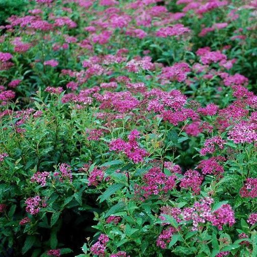 Anthony Waterer Spirea japonica