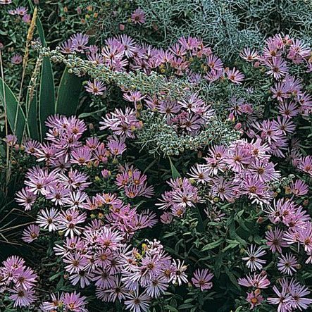 Aster Oblongifoliu
