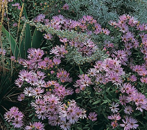 Aster Oblongifoliu