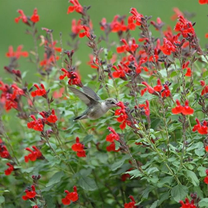 Autumn Sage Salvia Greggi