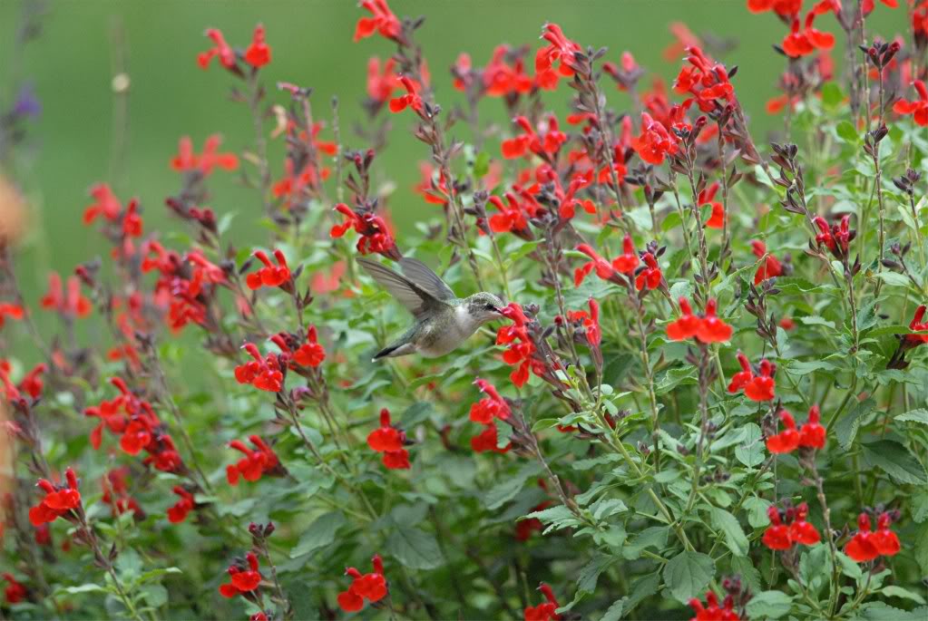 Autumn Sage Salvia Greggi