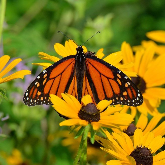 Black Eyed Susan Rudbeckia hirta