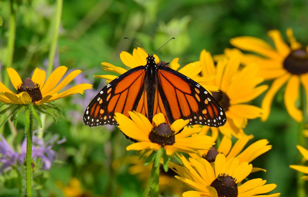 Black Eyed Susan Texas Native