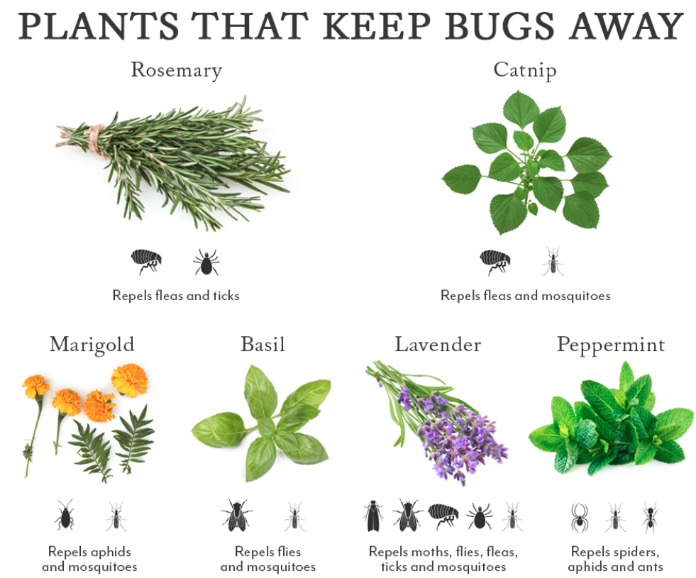 Plants that keep bugs away