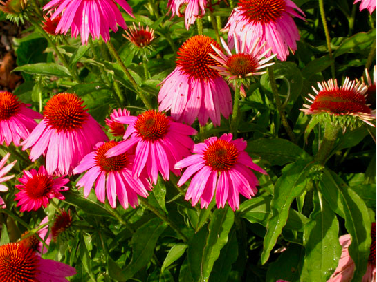 Cone Flower Echinacea