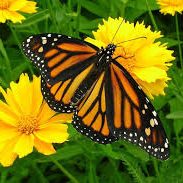 Texas Tickseed Coreopsis linifolia