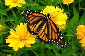 Texas Native Coreopsis