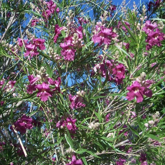 Texas Desert Willow Chilopis linearis