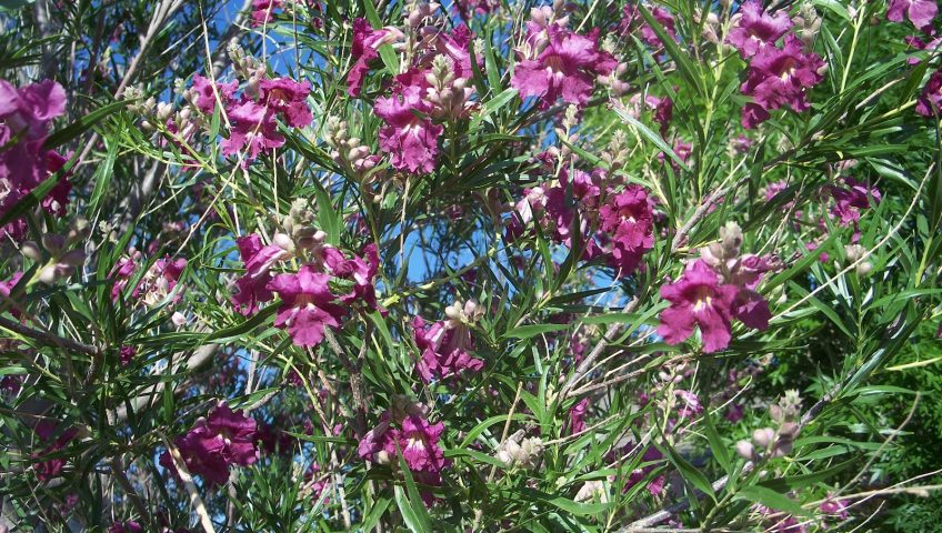 Texas Desert Willow Chilopis linearis