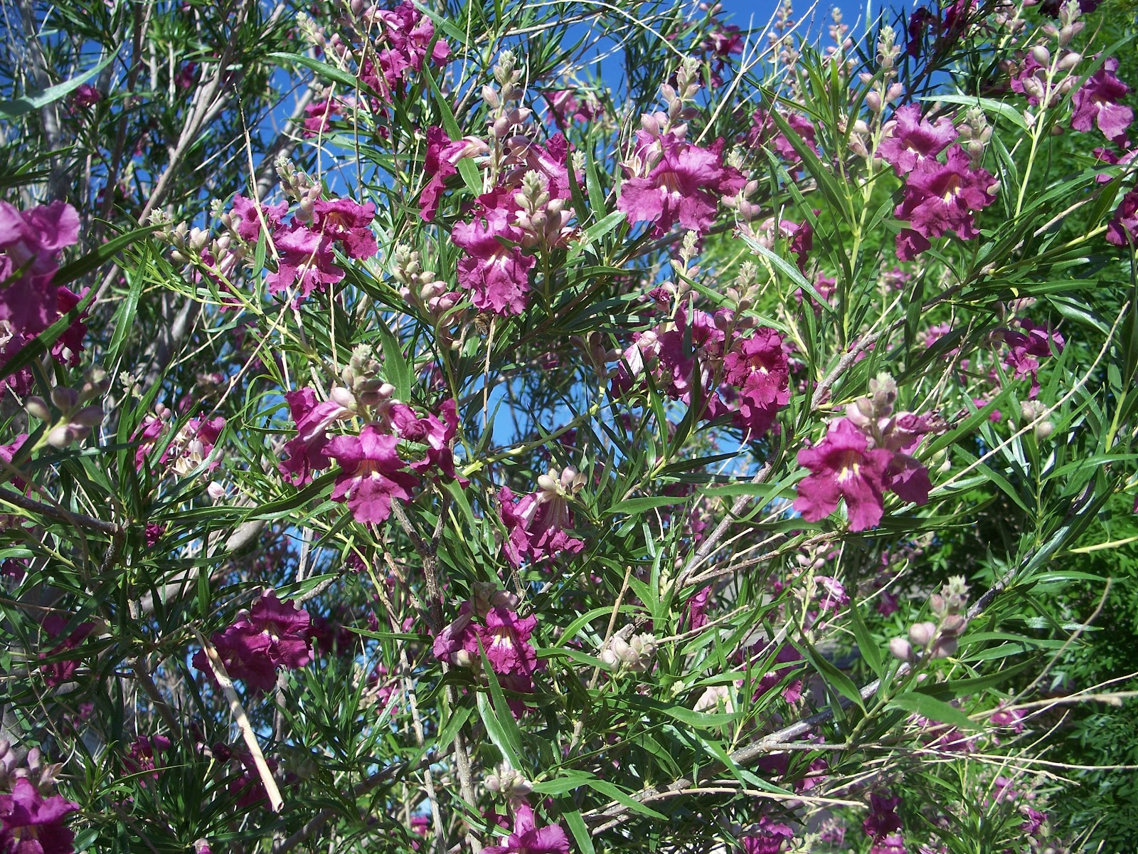 Desert Willow