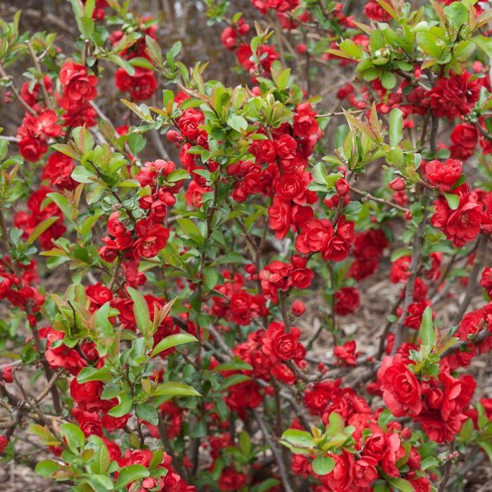 Flowering Quince Scarlet Storm Cheanomeles speciosa