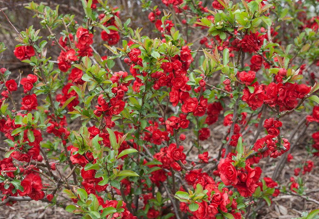 Flowering Quince Scarlet Storm Cheanomeles