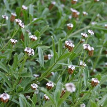 Frogfruit Phyla nodiflora