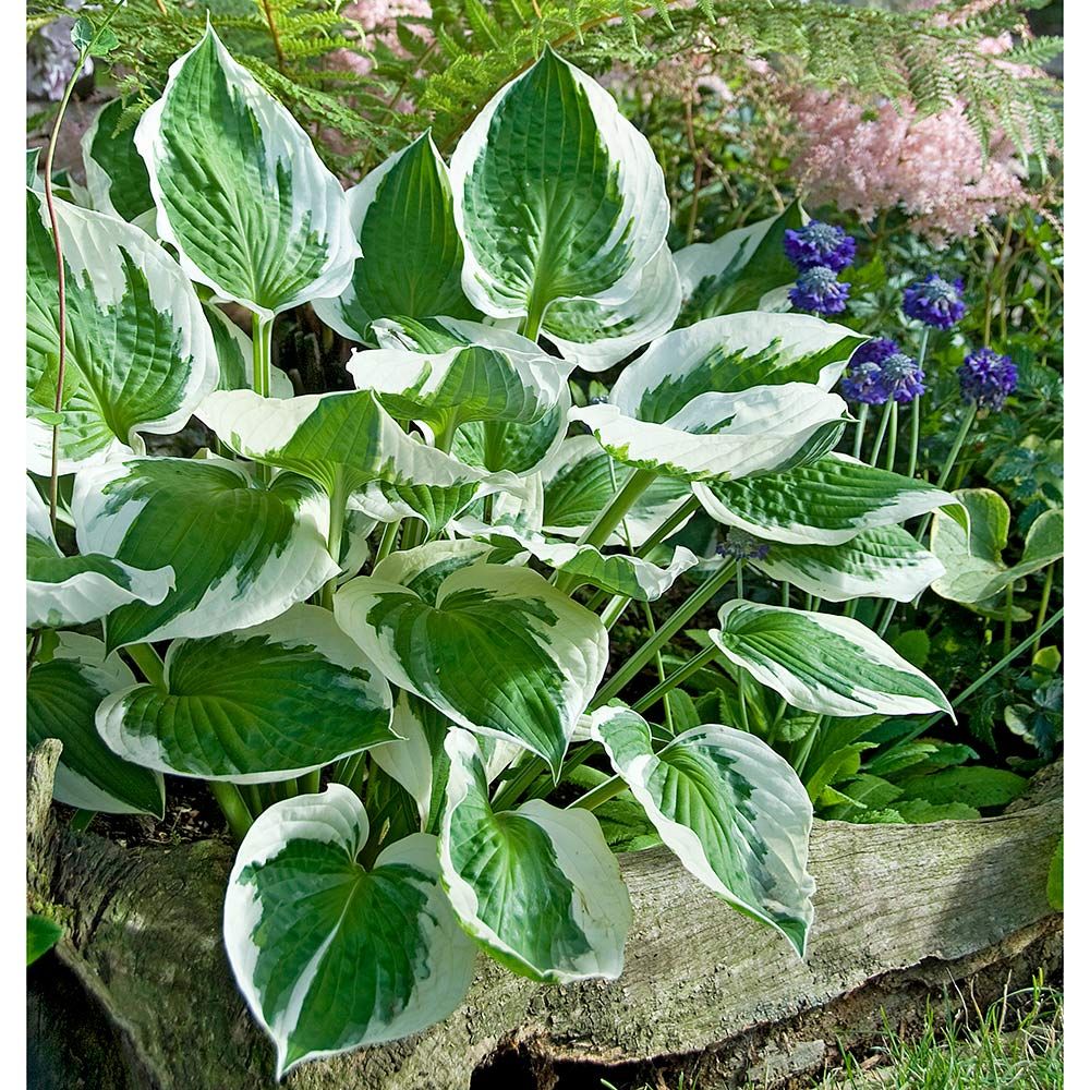 Hosta