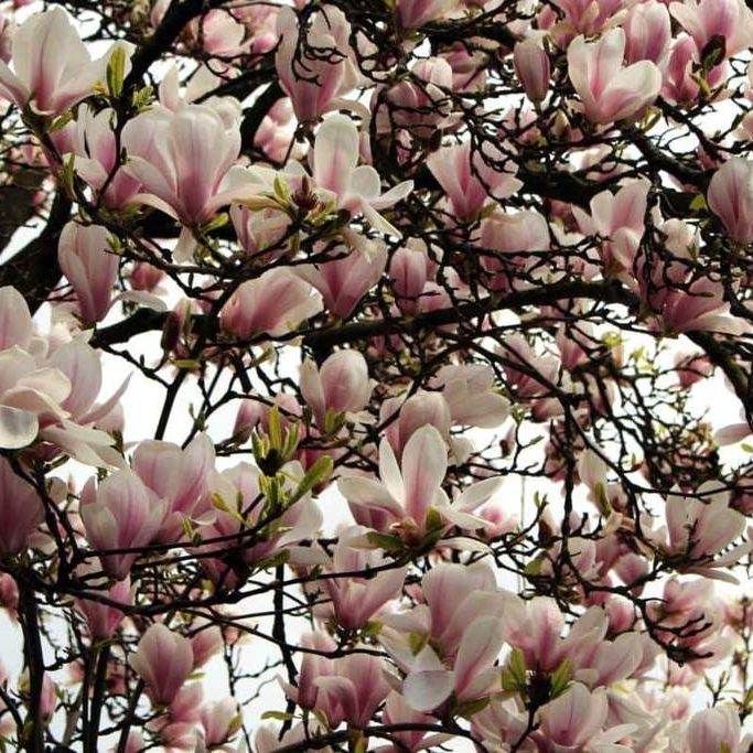 Southern Magnolia Magnolia grandiflora