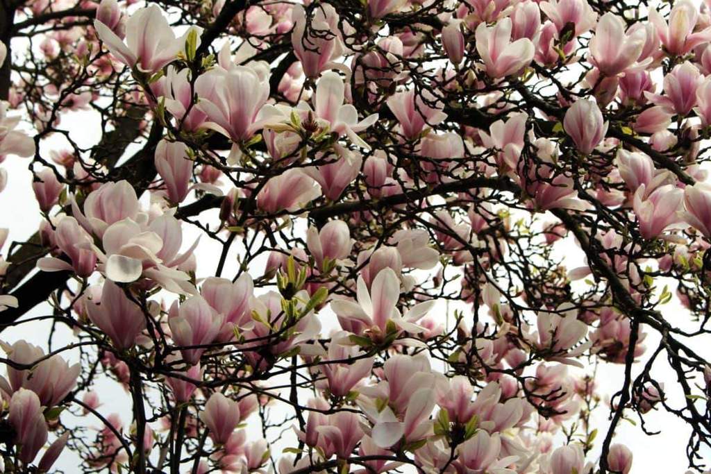 Magnolia Tree