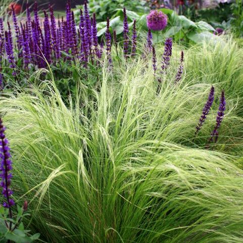 Mexican Feather Grass Nassella tenuissima