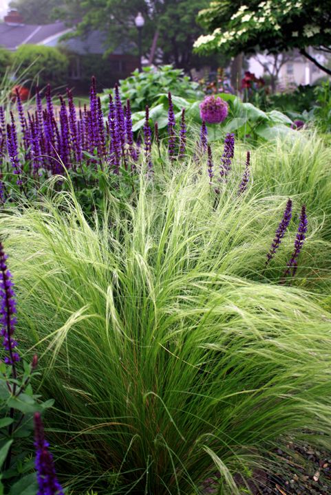 Mexican Feather Grass