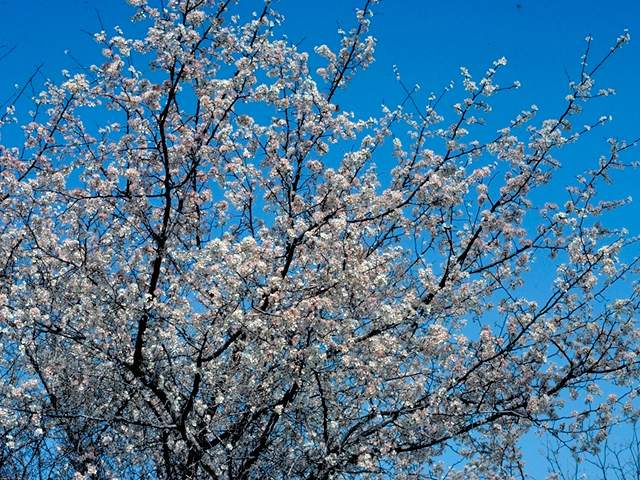 Mexican Plum Tree