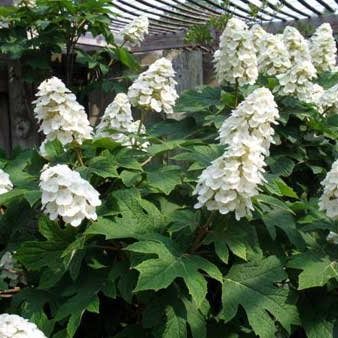 Oakleaf Hydrangea