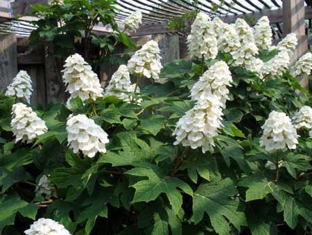 Oakleaf Hydrangea