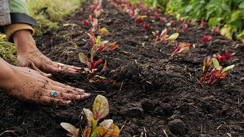 Organic Soil