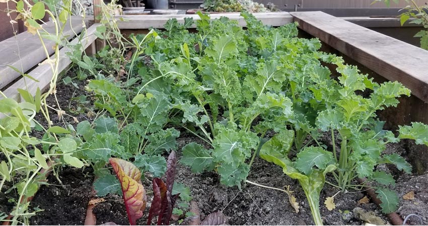 organic vegetable garden