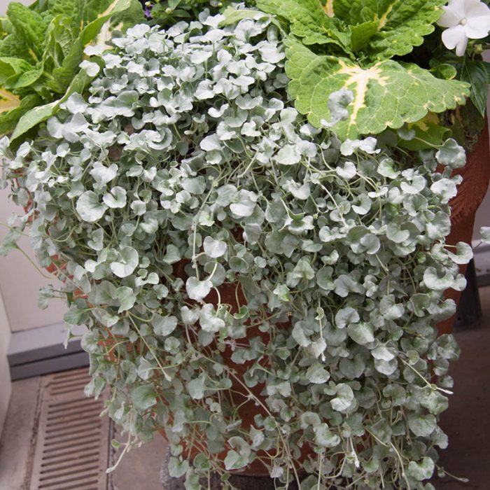 Silver Falls Dichondra