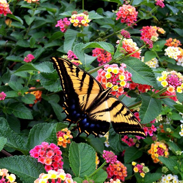 Texas Lantana Lantana urticoides