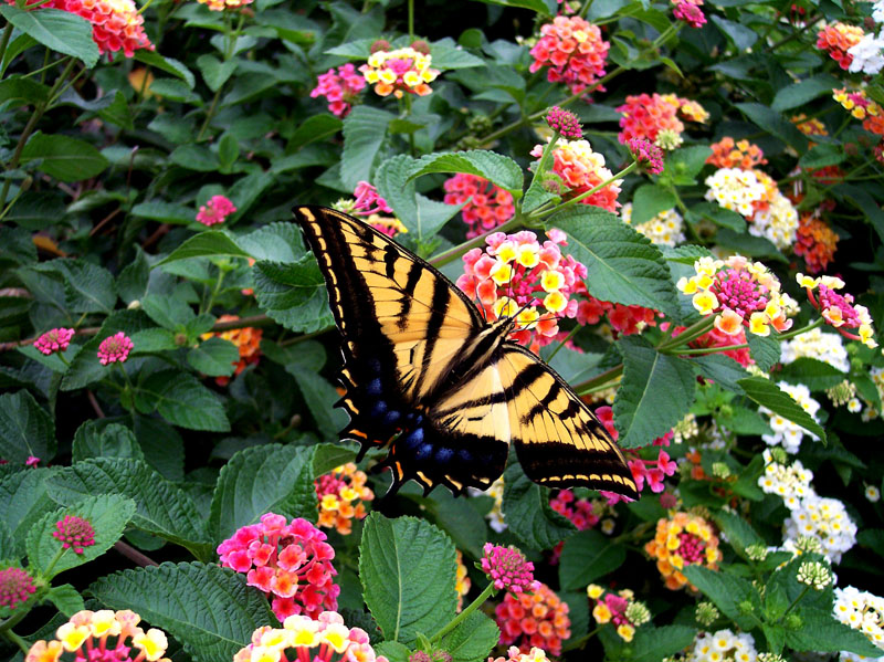 Texas Lantana