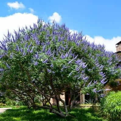 Texas Lilac