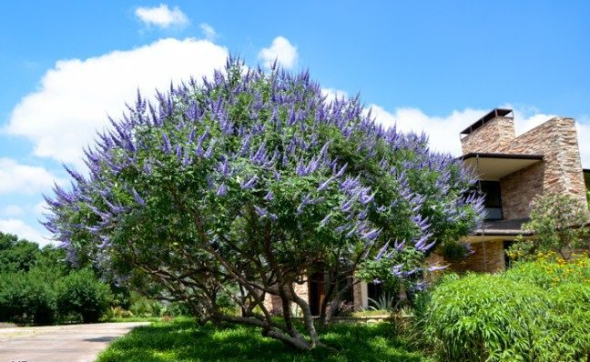 Texas Lilac