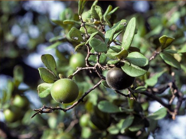 Texas Persimmon