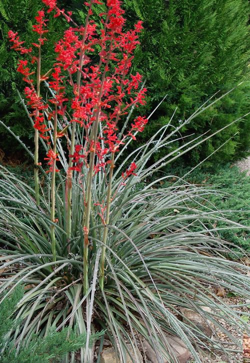 Texas Red Yucca