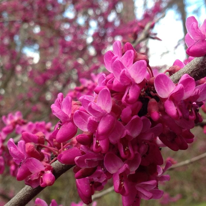 Texas Redbud